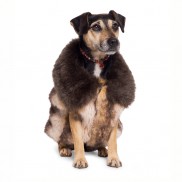 Gillet - Dog Coat