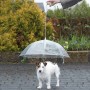 Dog Umbrella 1 