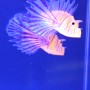 Lion Fish Tropical Mood Light 4 