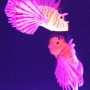 Lion Fish Tropical Mood Light 6 